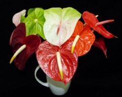 mixed anthuriums