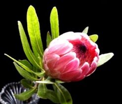 Protea Pink Mink (Each)