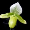 Paphiopedilum-Lady-Slipper-Orchid-Green.jpg