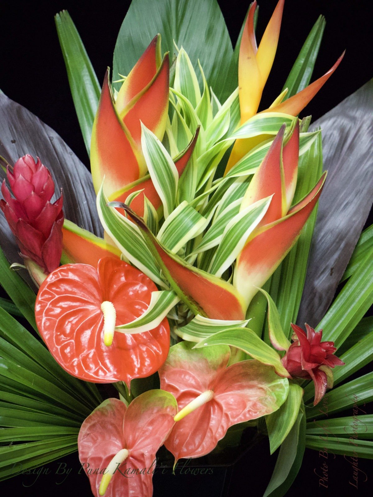 Anthurium Obake – Puna Kamalii Flowers, Inc